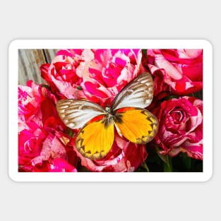 Lovely Butterfly On White  And Pink Roses Sticker
